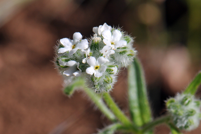 Panamint Cryptantha has tiny white funnel shaped flowers with small yellow appendages in the center as noted in the photo. Note also that the sepals and other flower parts are covered with stiff spreading hairs (bristles). Johnstonella angustifolia, (=Cryptantha)